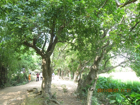 Thuận Lộc- mùa lộc mới ( ghi chép của Phan Trung Hiếu)