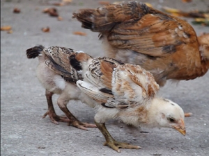 Về mấy tục ngữ, thành ngữ bị cho là sai