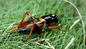 Dế cơm mùa nước lụt