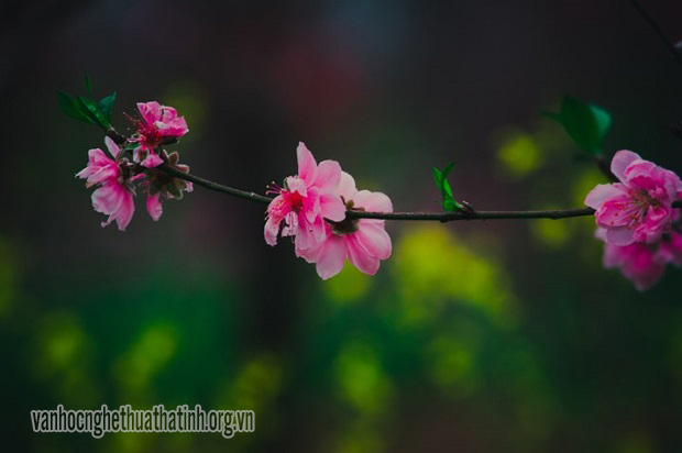 Thơ thiếu nhi chọn lời bình: Hát với mùa xuân