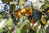 NAM ANH RỰC RỠ SẮC VÀNG 