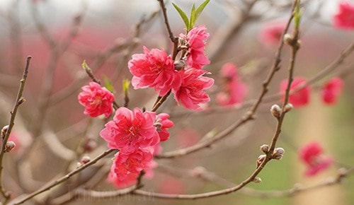 Mời cộng tác cho Tạp chí Hồng Lĩnh số tết Kỷ Hợi - 2019