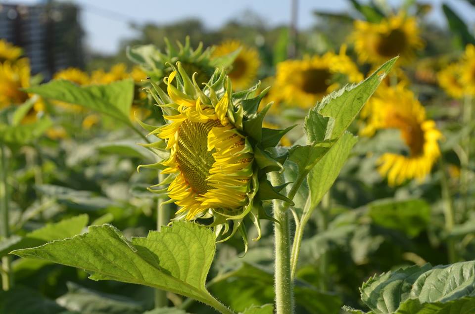 CHI TIẾT - YẾU TỐ QUYẾT ĐỊNH TRUYỆN NGẮN HAY của nhà văn Nguyễn Thế Hùng