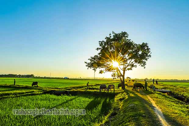 Da diết tiếng đồng tháng Bảy