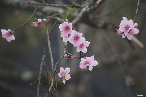 THƯ MỜI CỘNG TÁC VIẾT BÀI CHO TẠP CHÍ HỒNG LĨNH SỐ XUÂN CANH TÝ 2020