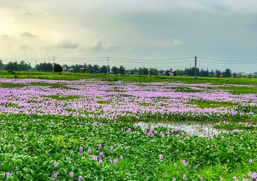 Thơ thiếu nhi và lời bình: Hoa vừa đi vừa nở