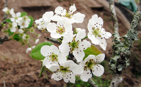 Chùm thơ của Nhà thơ Lâm Bằng