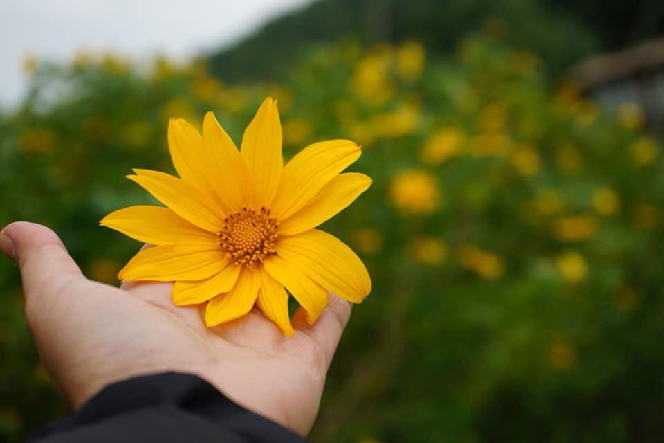 Chùm thơ của Tác giả NGUYỄN TRỌNG ĐỒNG