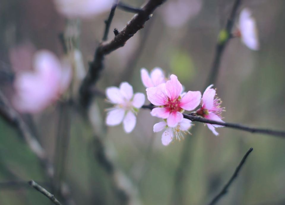 THÔNG BÁO CỦA BAN CÔNG TÁC HỘI VIÊN VỀ VIỆC ĐĂNG KÝ KẾ HOẠCH SÁNG TÁC NĂM 2020 