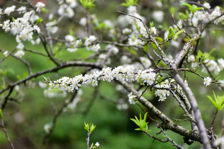 Truyện ngắn MẬN TRẮNG của TRẦN HẢI VÂN