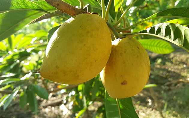 Tản văn GIẤC MƠ TRỨNG GÀ của tác giả Đinh Thu Huế