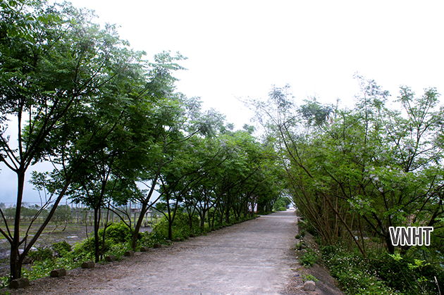 Tản văn HOA XOAN của tác giả Trần Thị Châu