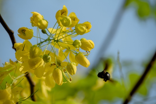 THÁNG NĂM VỀ, MUỒNG HOÀNG ĐIỆP TREO HOA