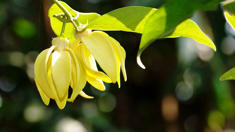 Tản văn Làng hoa dẻ của tác giả Nguyễn Huyền Linh