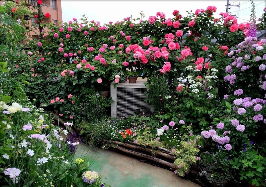 Truyện ngắn Đóa hồng chơi vơi của Tác giả Linh Châu