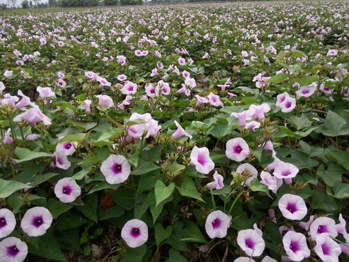 Tản văn CÓ MỘT MÙA MƯA ĐỂ NHỚ của Tác giả Nhật Phạm