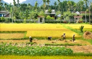 Thương nhớ đồng quê