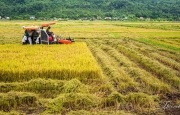 Tản văn Nhớ thương mùa gặt của Nguyễn Thanh Truyền